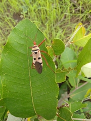 Phonoctonus