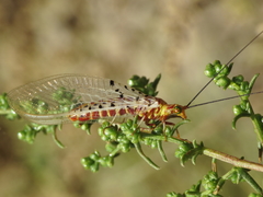 Italochrysa stigmatica
