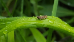 Tachycixius pilosus