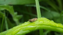 Tachycixius pilosus