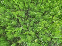 Equisetum pratense image