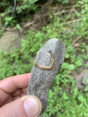 Bipalium pennsylvanicum