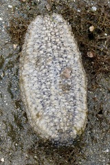 Holothuria scabra