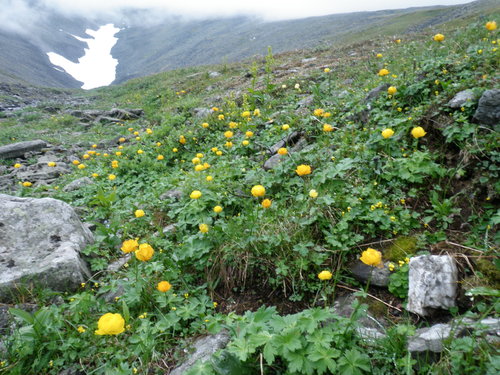 Image of Trollius Apertus (Trollius apertus) by no rights reserved