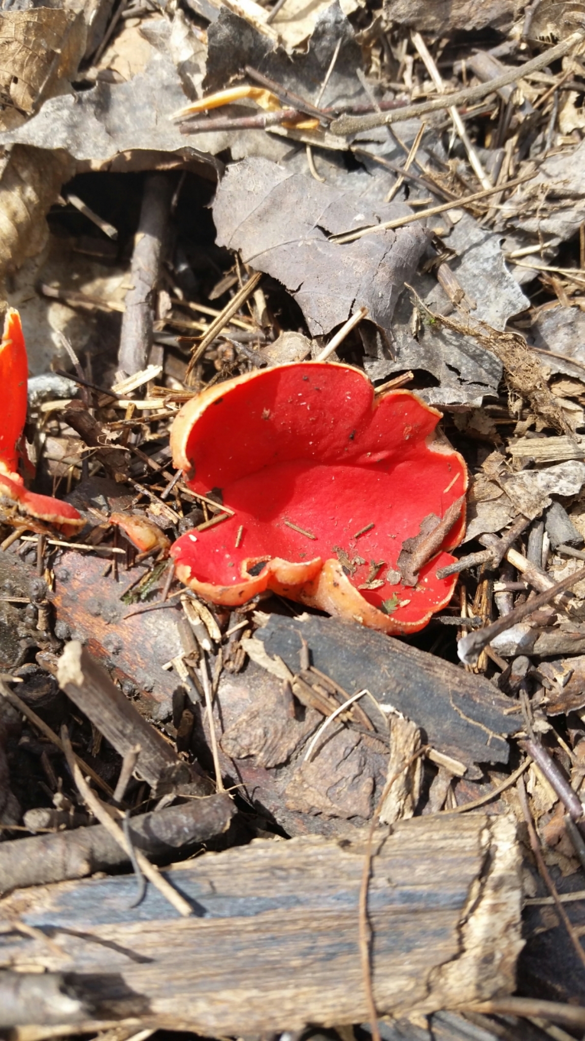 Sarcoscypha austriaca image