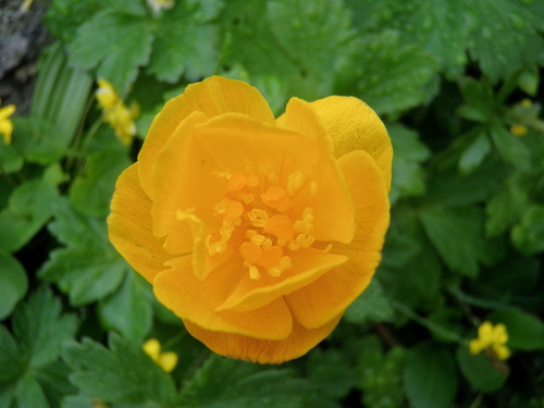 Image of Trollius Apertus (Trollius apertus) by no rights reserved