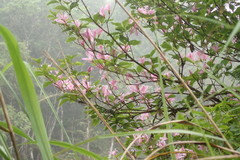 Rhododendron mariesii