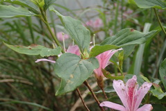 Rhododendron mariesii