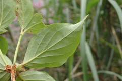 Rhododendron mariesii