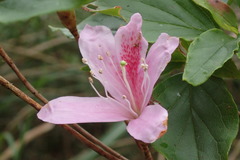 Rhododendron mariesii