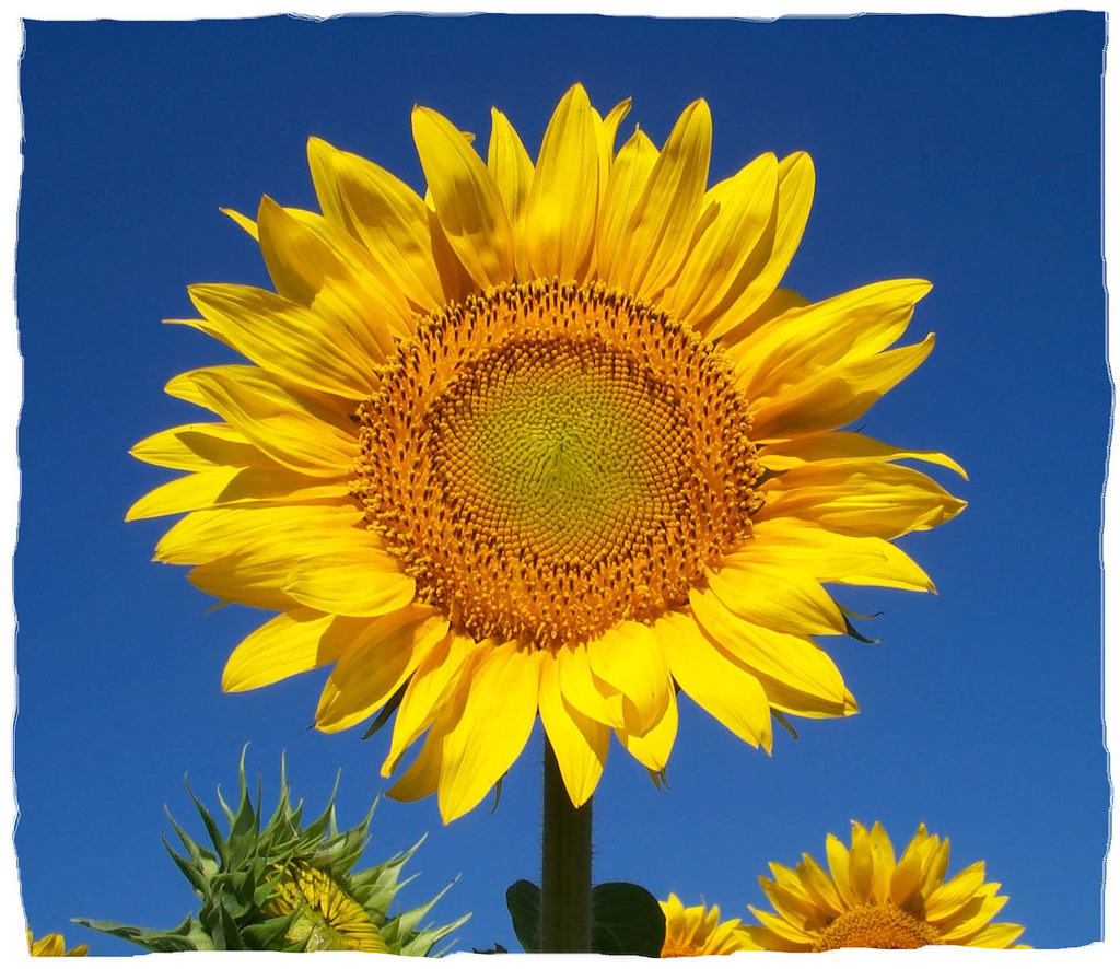 Sunflower Family (Plants of Baja) · NaturaLista Mexico
