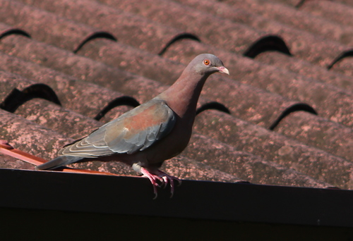 Red-billed Pigeon