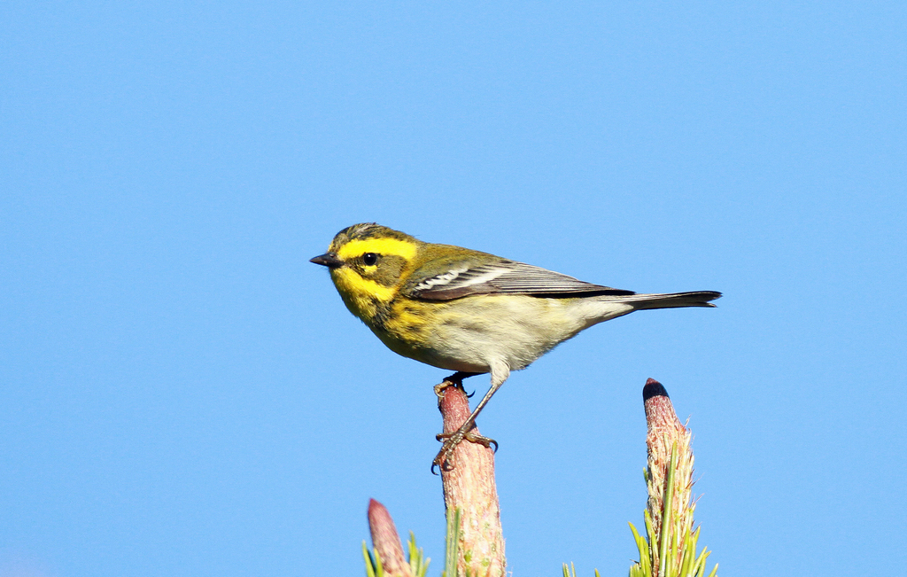 Townsend s Warbler Birds of Santa Cruz CA iNaturalist