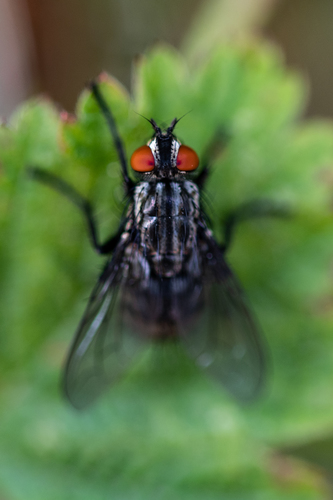 Sarcophaga nuotrauka