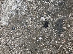 Zopherus granicollis