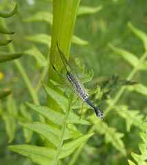 Dichrostigma flavipes