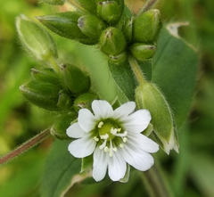 Cerastium holosteoides