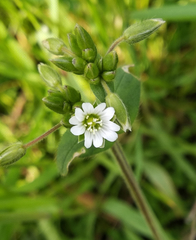 Cerastium holosteoides