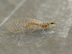 Pseudomallada venosus