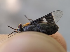 Chrysops cincticornis