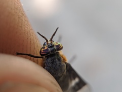 Chrysops cincticornis