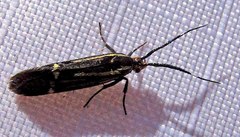 Esperia sulphurella