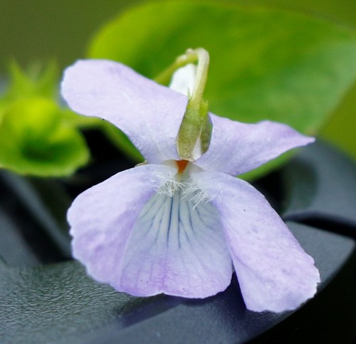 Viola sacchalinensis iNat (1)