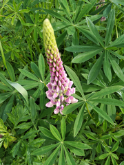 Lupinus polyphyllus