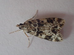Eudonia delunella