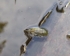 Anura