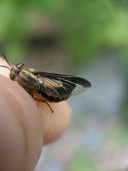 Chrysops indus