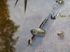 Anura