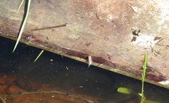 Anura