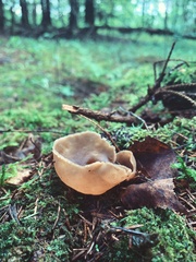 Helvella acetabulum