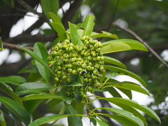 Photinia davidsoniae