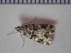 Eudonia delunella