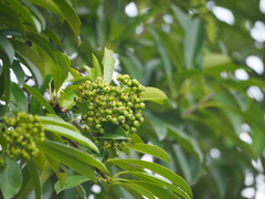 Photinia davidsoniae