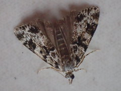 Eudonia delunella