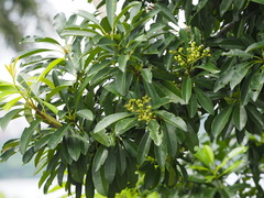 Photinia davidsoniae