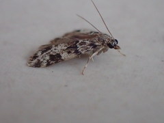 Eudonia delunella