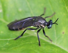 Dioctria atricapilla