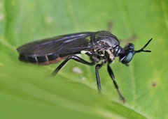 Dioctria atricapilla
