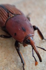 Rhynchophorus ferrugineus