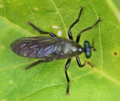 Dioctria atricapilla