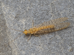 Pseudomallada venosus