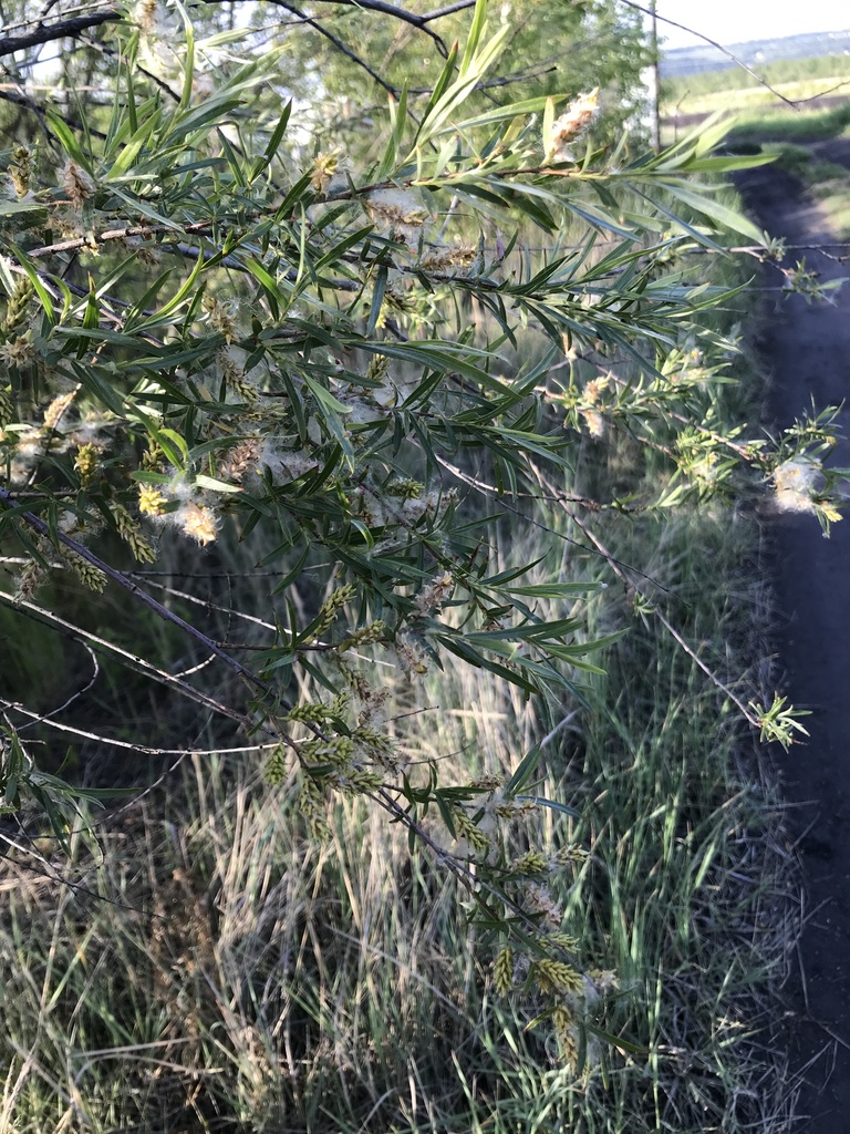 Salix microstachya