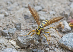 Poecilopompilus mixtus