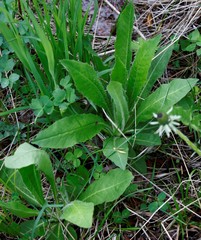 Picris japonica kamtschatica