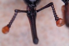 Rhynchophorus ferrugineus