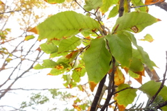 Fagus hayatae